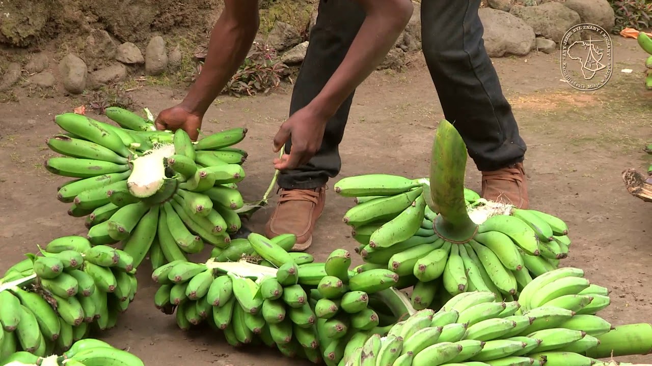 Rwandyjskie piwo bananowe